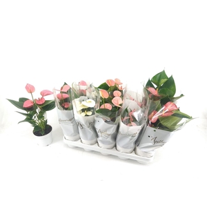 Anthurium An Gemengd 5 Kl P12