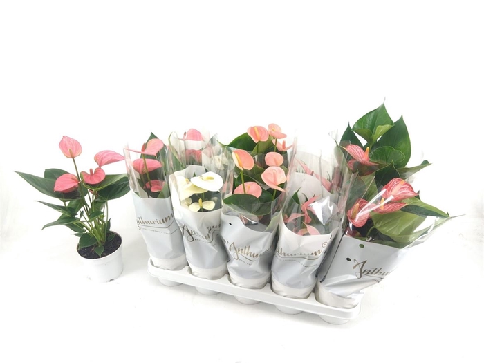 <h4>Anthurium An Gemengd 5 Kl P12</h4>