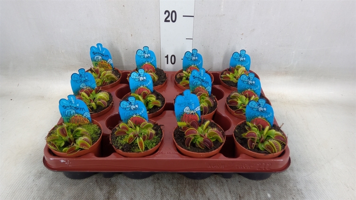 <h4>Dionaea muscipula</h4>