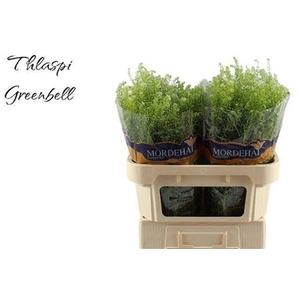 Lep Ru Green Bell
