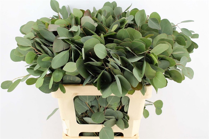 <h4>Euca Populus 70 Cm P Stem</h4>