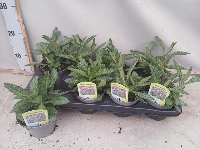 <h4>VERBE BONARIENSIS</h4>