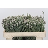 Kaaps Groen Silver Brunia