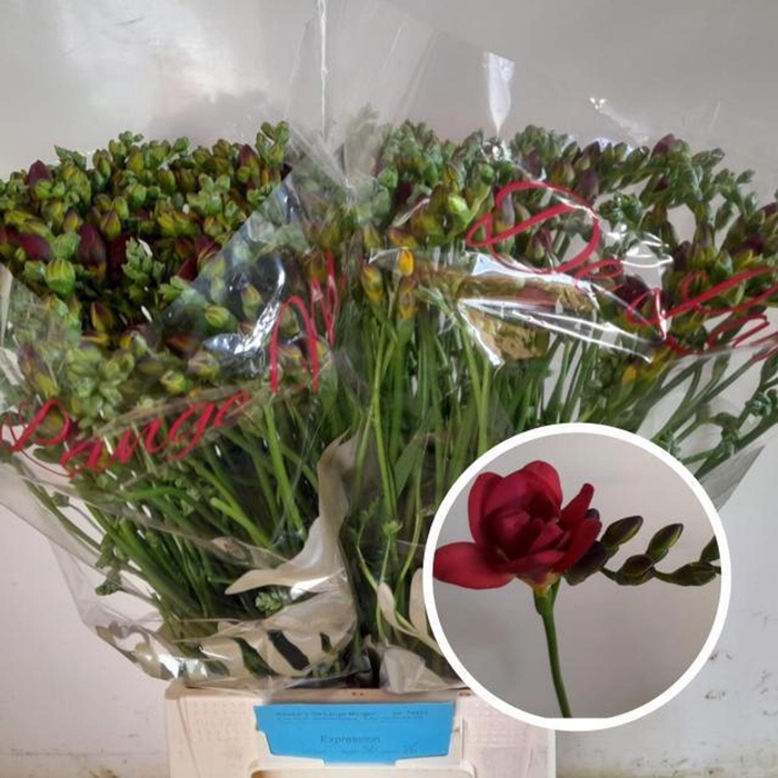 <h4>Freesia du Expression</h4>