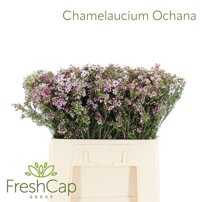 <h4>Chamelaucium  'Ochana'</h4>