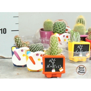 CACTUS OV