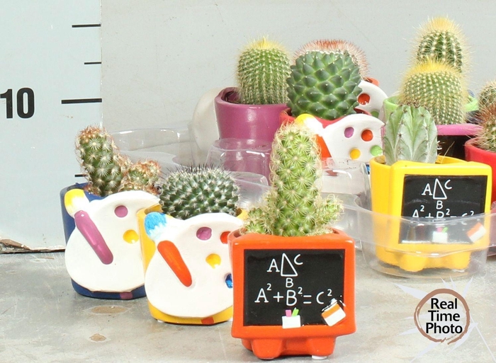 <h4>CACTUS OV</h4>