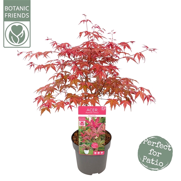 <h4>Acer palm. 'Beni-maiko'</h4>