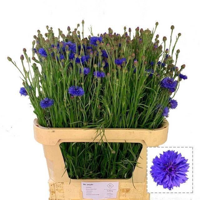 <h4>CENTAUREA CYANUS</h4>