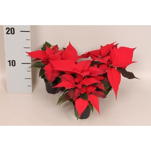 Poinsettia 6  cm  Red 2/4 koppen
