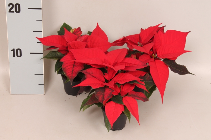 Poinsettia 6  cm Christmas Feelings® Red 2/4 kopper