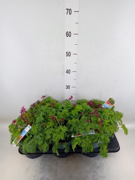 <h4>Dicentra   ...</h4>