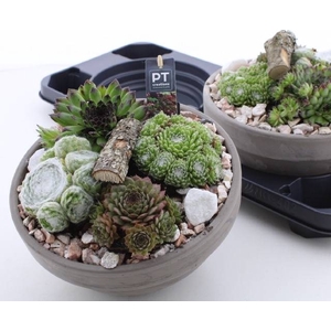 ARR SEMPERVIVUM