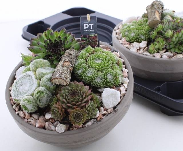 <h4>ARR SEMPERVIVUM</h4>