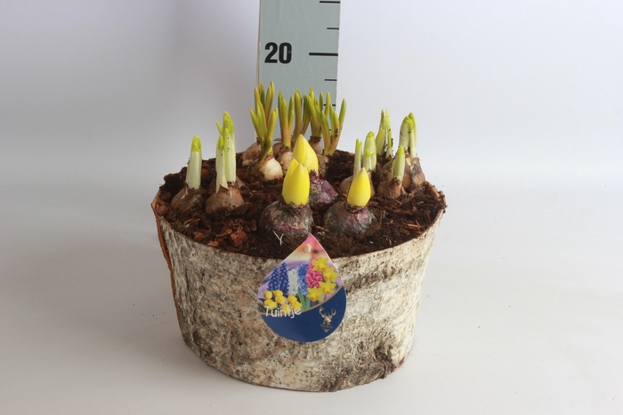 <h4>ARR BOL KNOLGEWAS</h4>