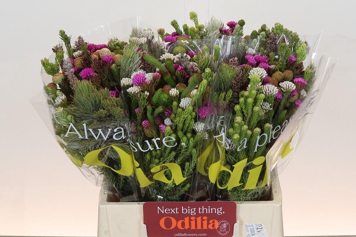 <h4>BQ Kaaps Groen Mountain Mix</h4>