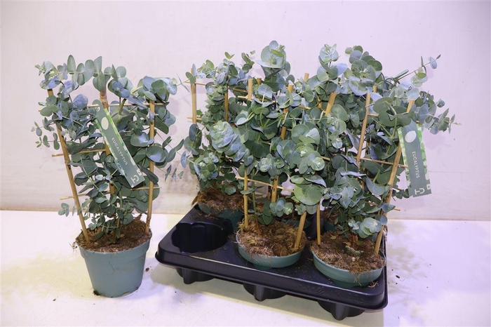 <h4>Eucal Cinerea</h4>