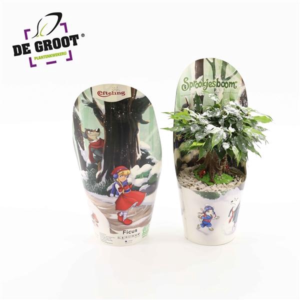 <h4>Ficus benjamina 'Green Kinky'</h4>