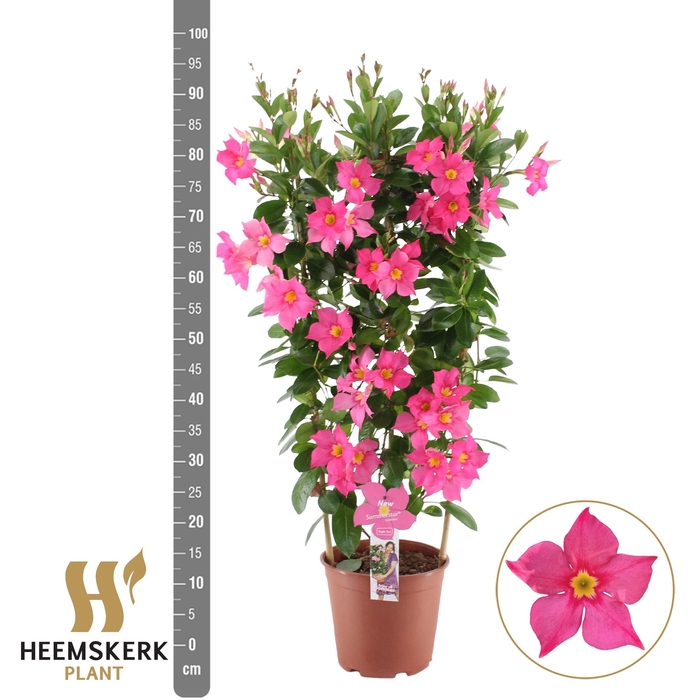 <h4>MANDE SUMMERST EA EY</h4>