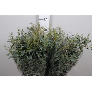 Euc Gunnii Per Bunch Extra