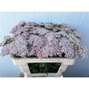 Achillea Pink Lady