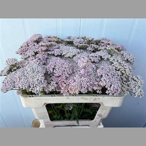 Achillea Pink Lady