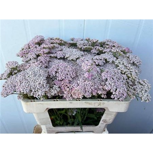 Achillea Pink Lady