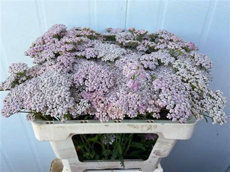 <h4>Achillea Pink Lady</h4>
