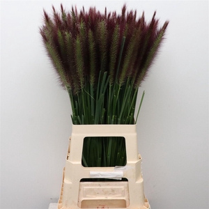 Pennisetum Black Beauty