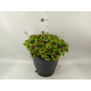 Oxalis tetraphylla 'Iron Cross'
