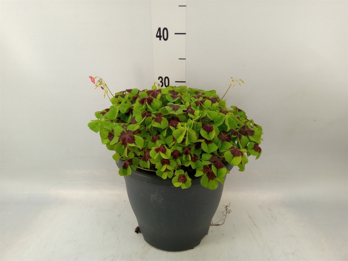 <h4>Oxalis tetraphylla 'Iron Cross'</h4>