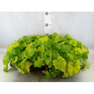 Tolmiea menziesii   ...variegated