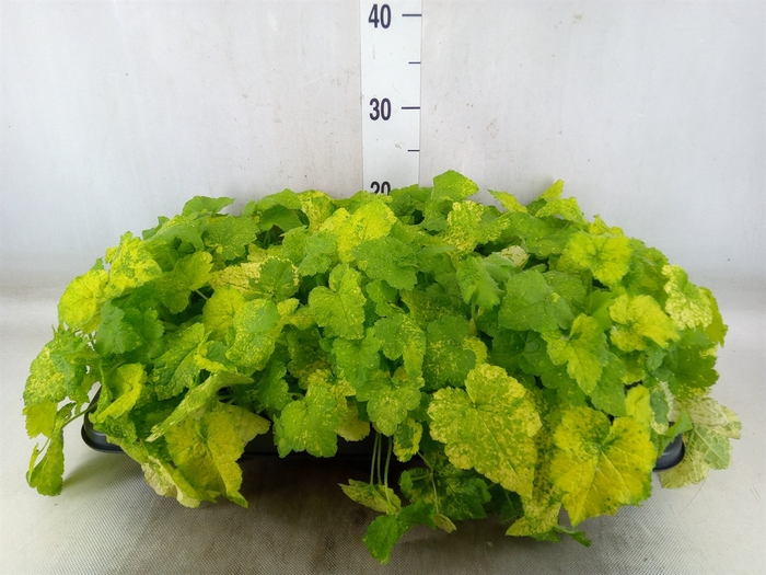 <h4>Tolmiea menziesii   ...variegated</h4>