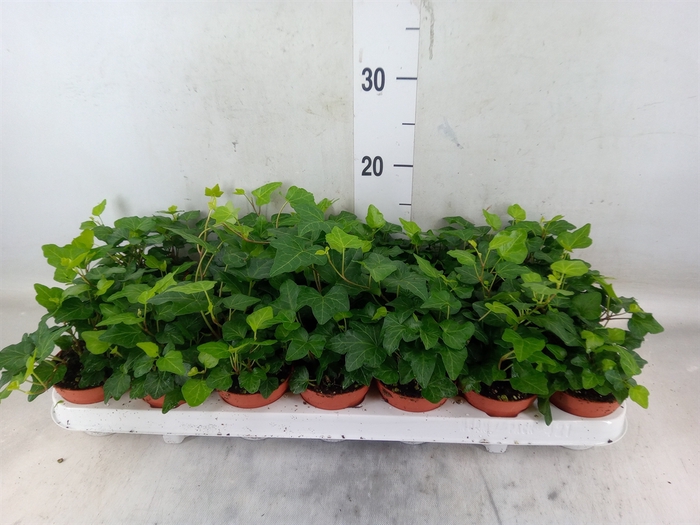 <h4>Hedera helix 'Wonder'</h4>