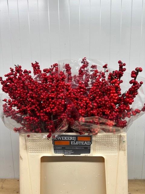 <h4>ILEX VE RODE BES</h4>