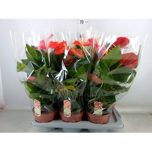 Anthurium   ...mix 4
