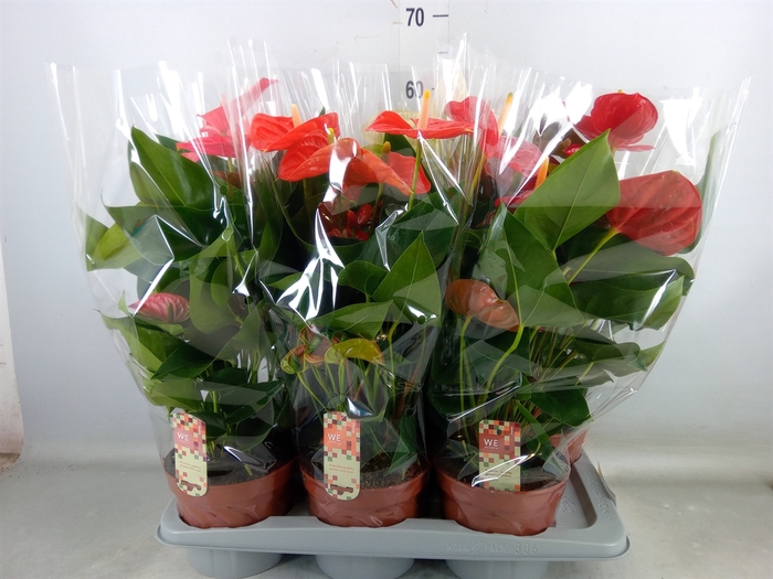 <h4>Anthurium   ...mix 4</h4>