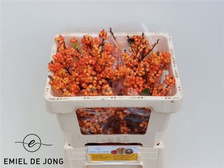 <h4>Ilex Ilexia Sunset</h4>