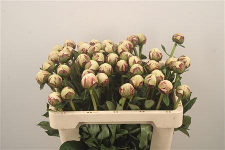 <h4>Paeo L Odile</h4>