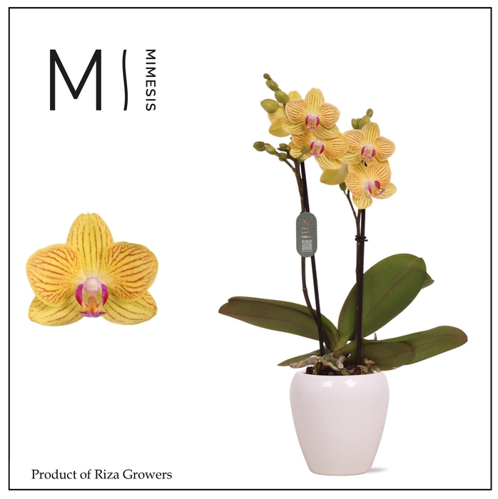 <h4>Phalaenopsis Gold Baby 2 spike – 7cm in Martine White | Mimesis</h4>