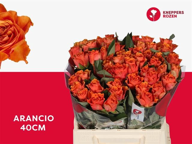 <h4>R GR ARANCIO@</h4>