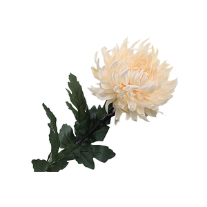 Chrysant Deco Light Apricot