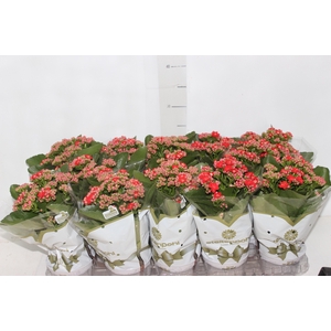 KALANCHOE DOBRADO P11 VERMELHO
