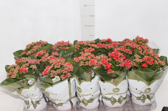 <h4>KALANCHOE DOBRADO P11 VERMELHO</h4>
