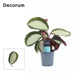 Calathea Royal Standaard (Decorum)