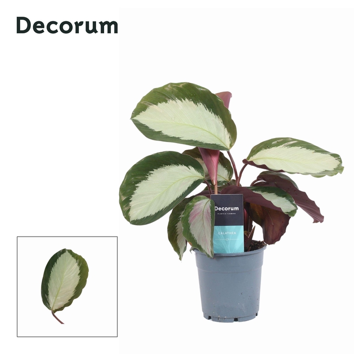 <h4>Calathea Royal Standaard (Decorum)</h4>