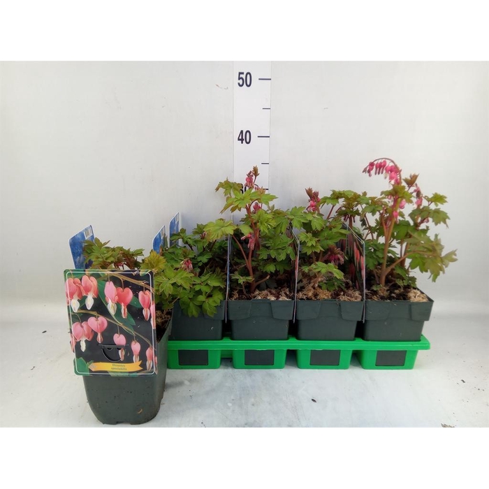 <h4>Dicentra spectabilis</h4>