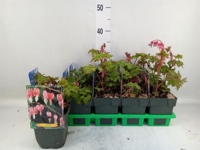 <h4>Dicentra spectabilis</h4>