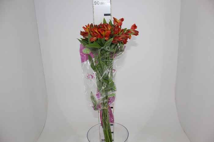 <h4>ALSTROEMERIA CINNAMON 080 CM</h4>