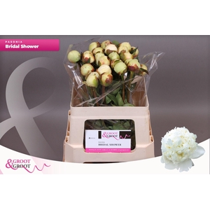 Paeonia Bridal Shower